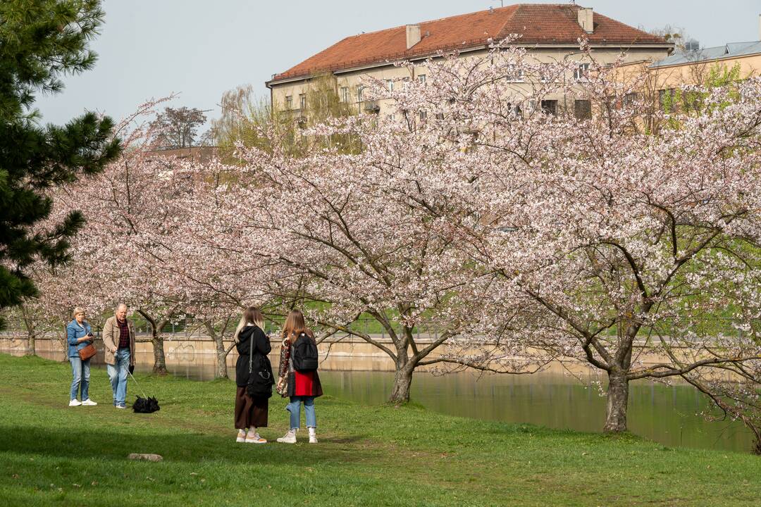 Nemuno saloje pražydo sakuros