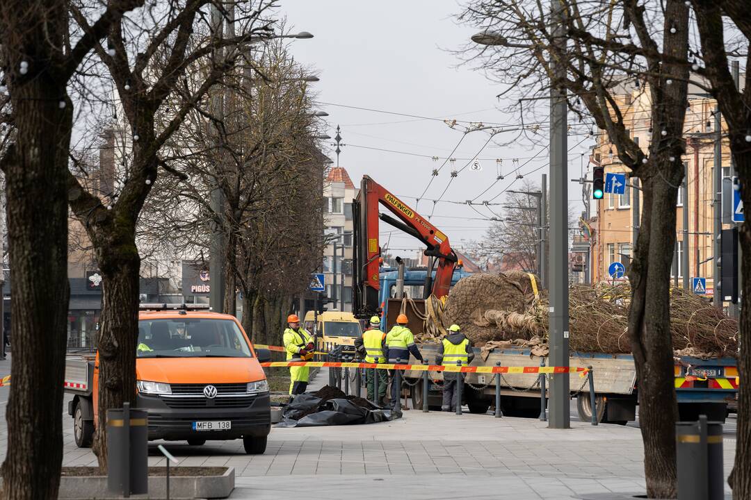 Laisvės alėjoje sodinamos liepos