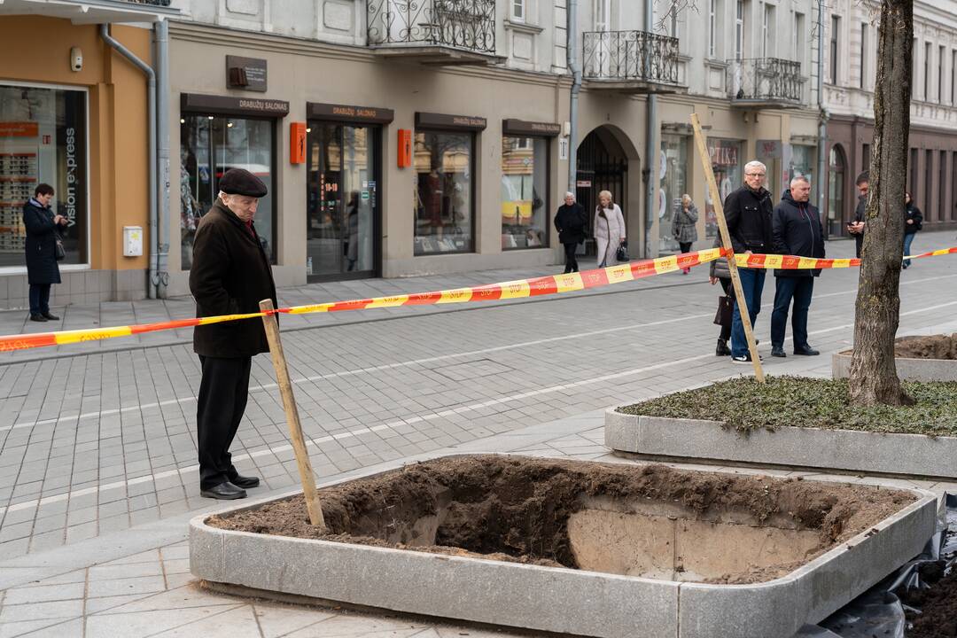Laisvės alėjoje sodinamos liepos