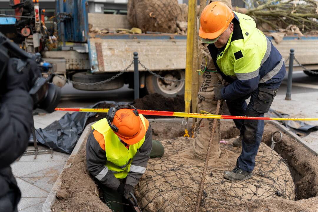 Laisvės alėjoje sodinamos liepos