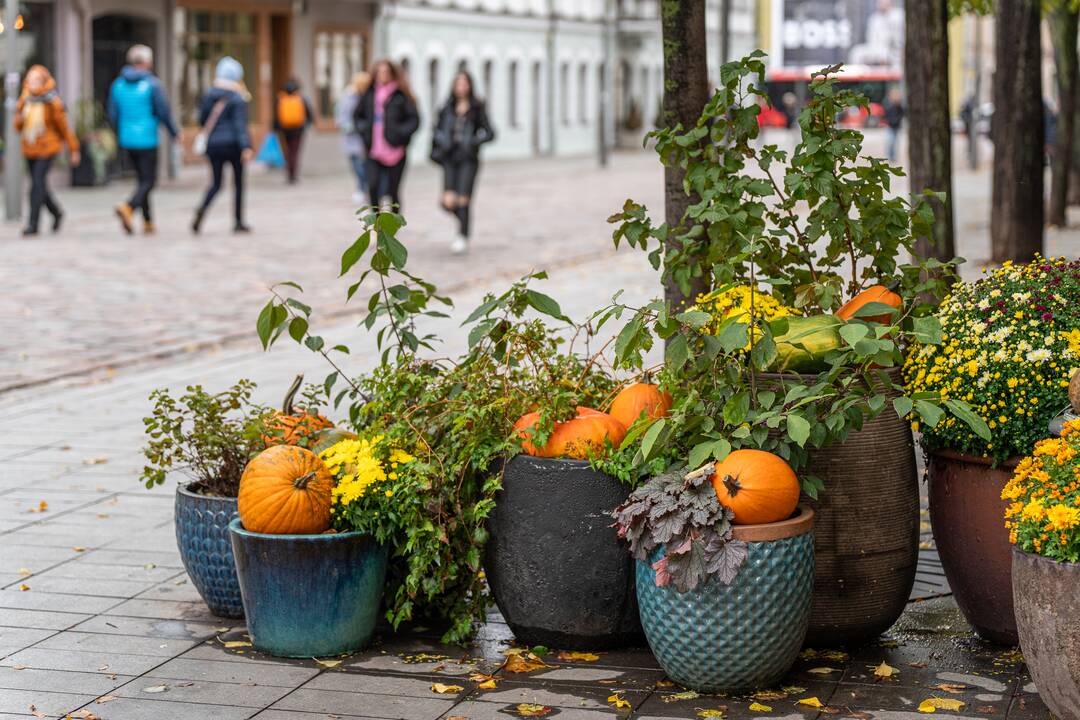 Kaunas puošiasi Helovino šventei