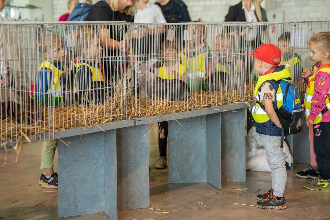 Gyvulininkystės paroda VDU Žemės ūkio akademijoje