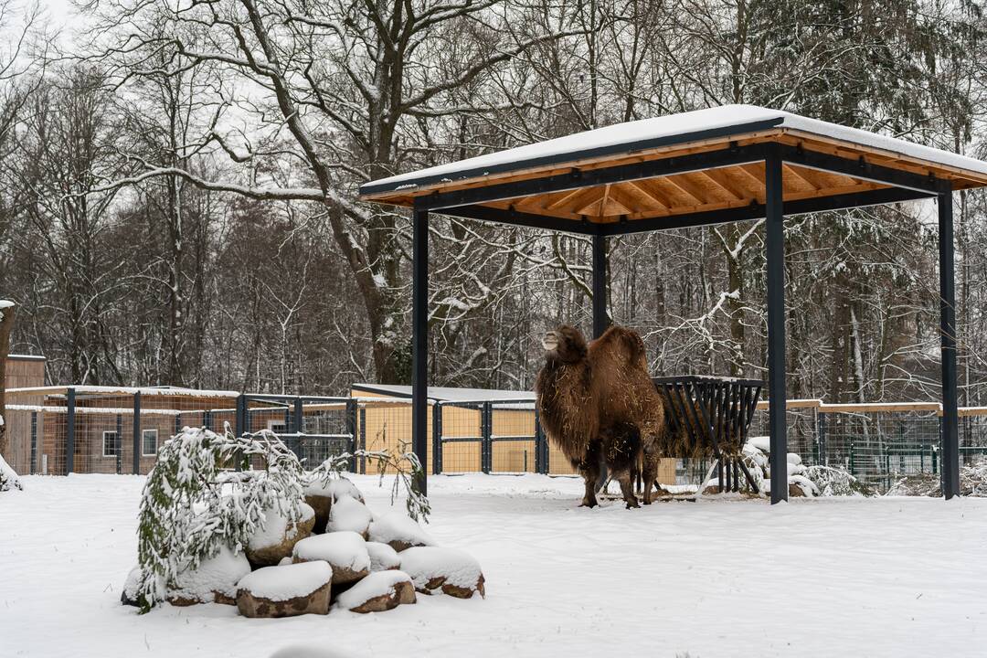 Avijaučiai Lietuvos zoologijos sode