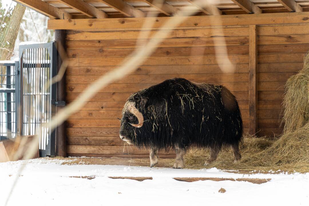 Avijaučiai Lietuvos zoologijos sode