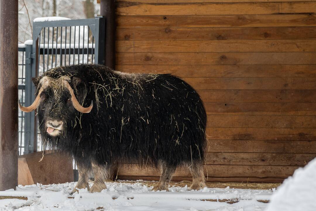 Avijaučiai Lietuvos zoologijos sode