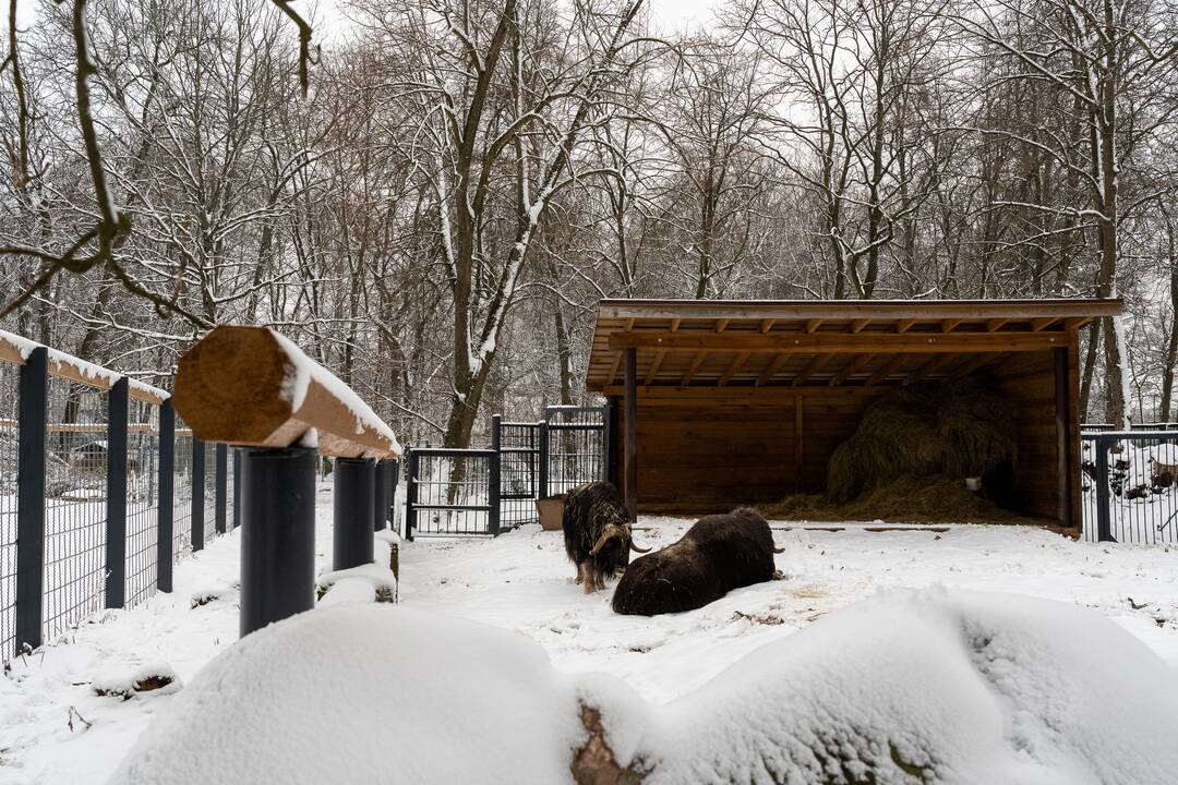 Avijaučiai Lietuvos zoologijos sode