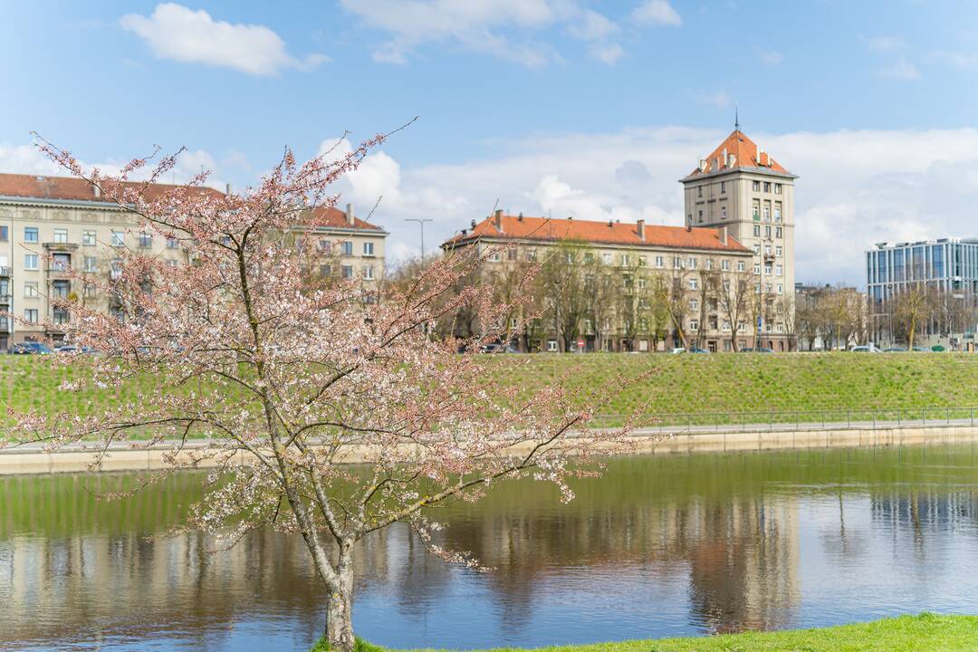 Nemuno saloje pražydo sakuros