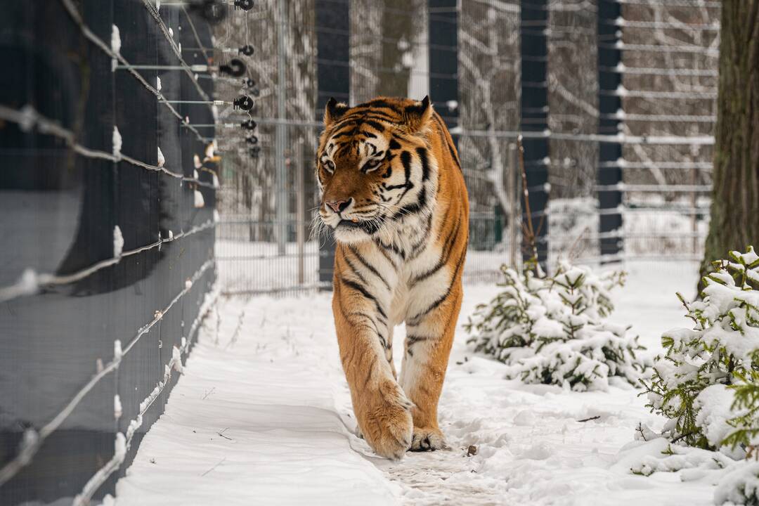 Avijaučiai Lietuvos zoologijos sode