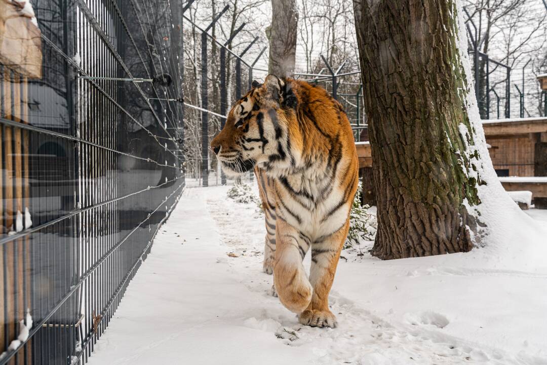 Avijaučiai Lietuvos zoologijos sode