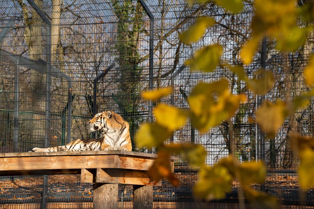 Pirmieji Lietuvos zoologijos sodo lankytojai