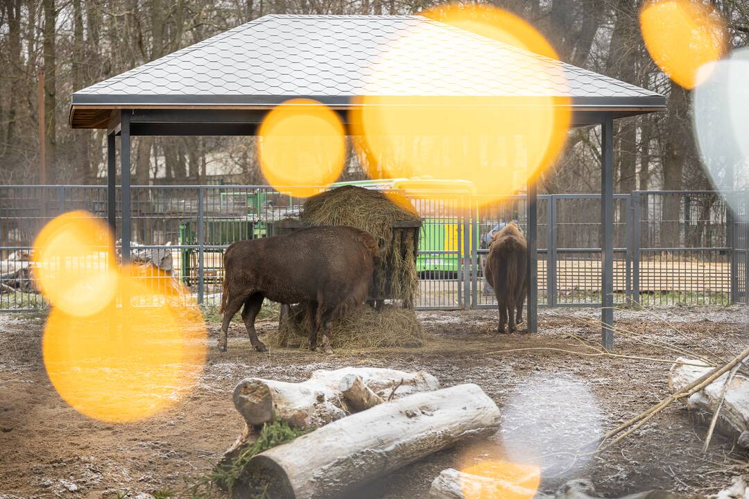 Kalėdos Lietuvos zoologijos sode