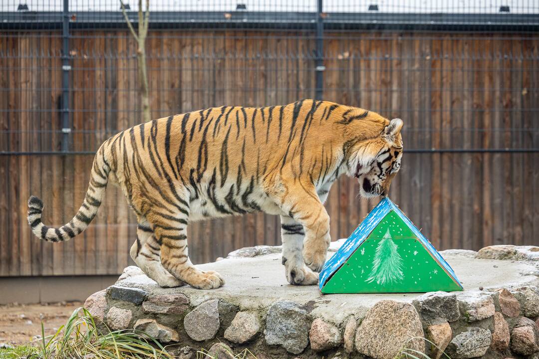 Kalėdos Lietuvos zoologijos sode