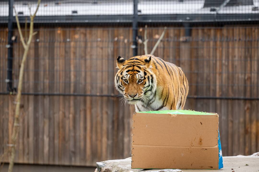 Kalėdos Lietuvos zoologijos sode