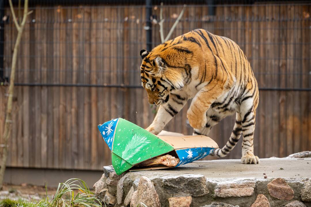 Kalėdos Lietuvos zoologijos sode