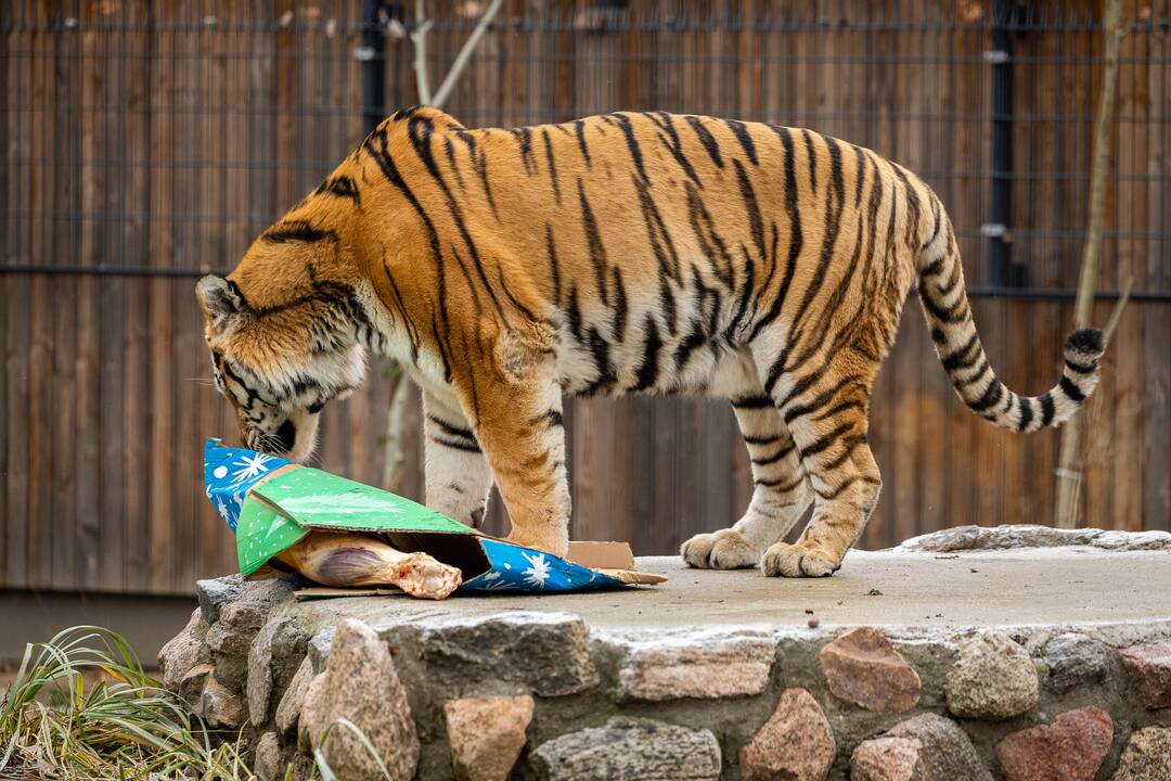 Kalėdos Lietuvos zoologijos sode