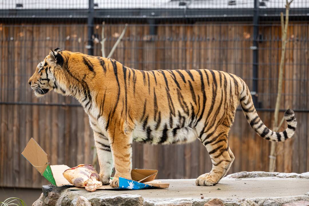 Kalėdos Lietuvos zoologijos sode
