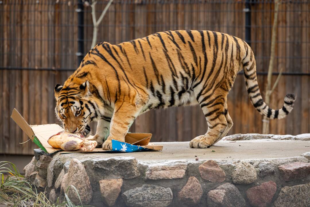 Kalėdos Lietuvos zoologijos sode