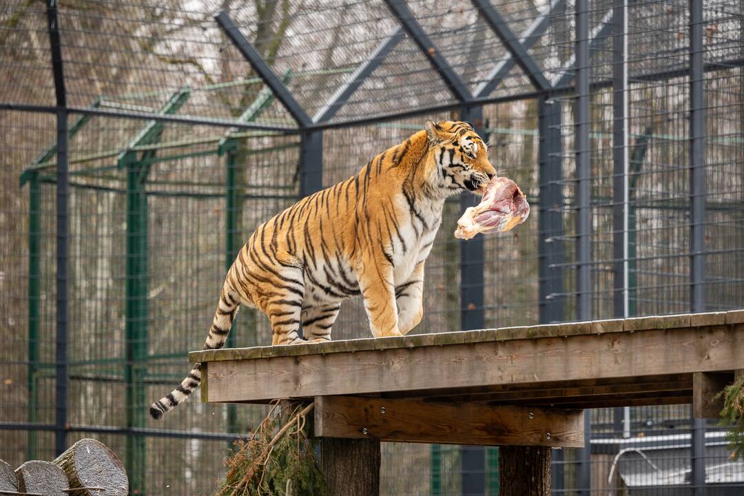 Kalėdos Lietuvos zoologijos sode