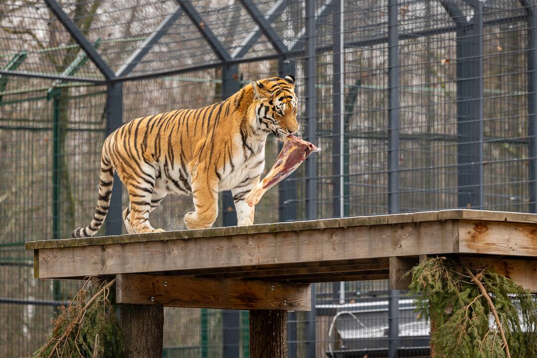 Kalėdos Lietuvos zoologijos sode