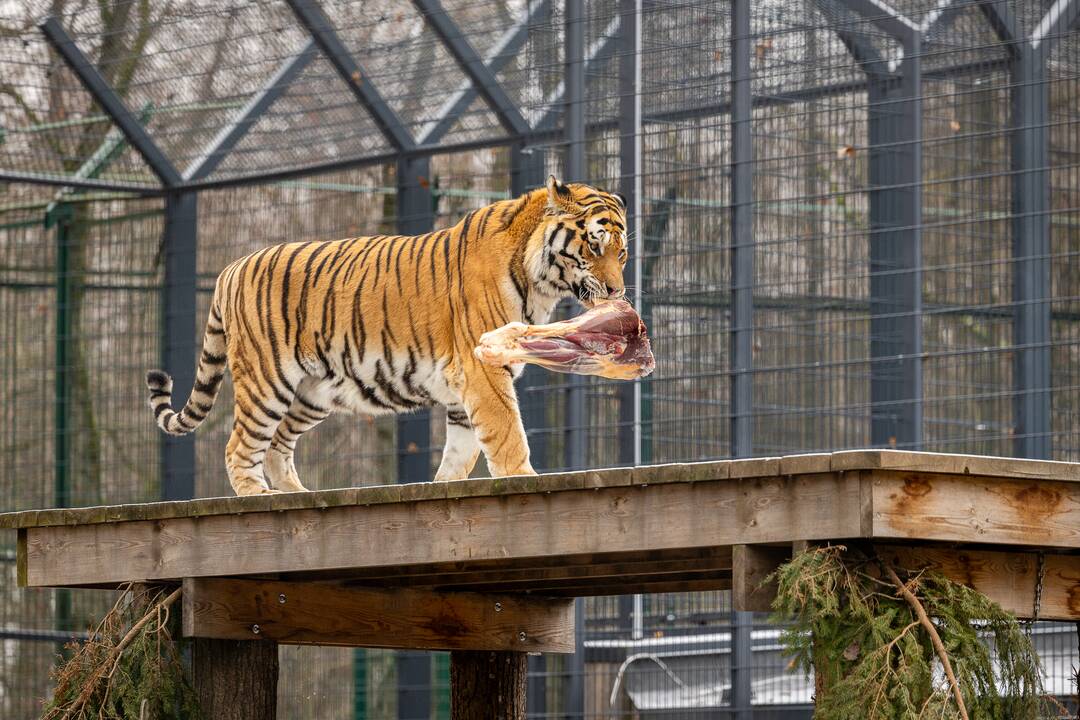 Kalėdos Lietuvos zoologijos sode