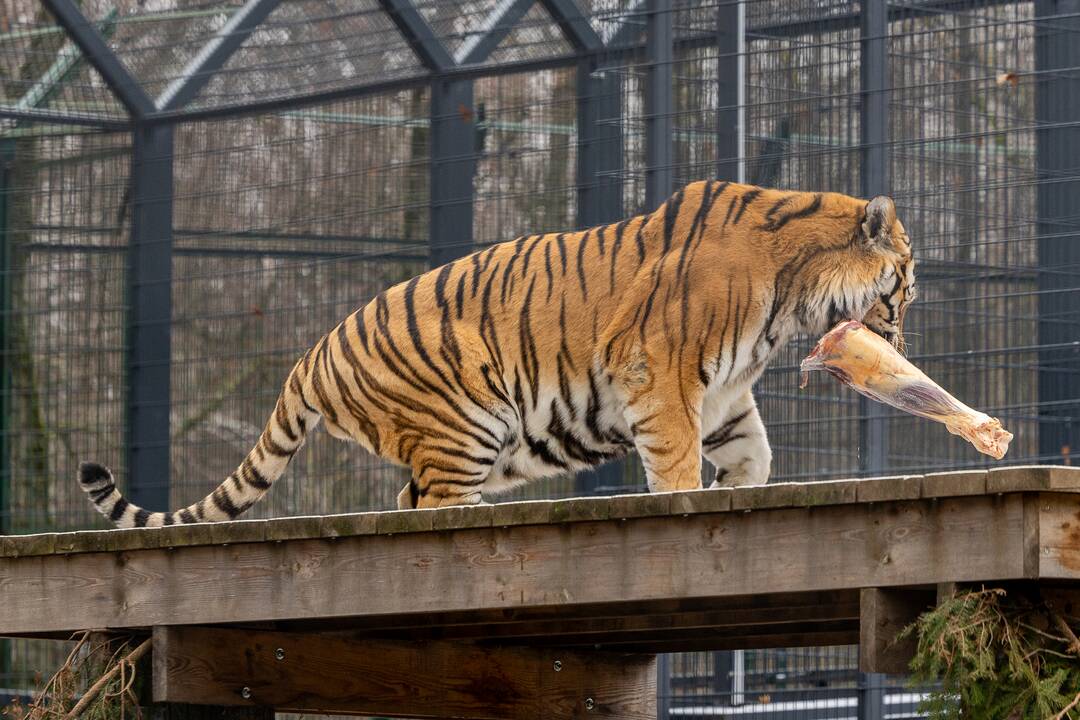 Kalėdos Lietuvos zoologijos sode