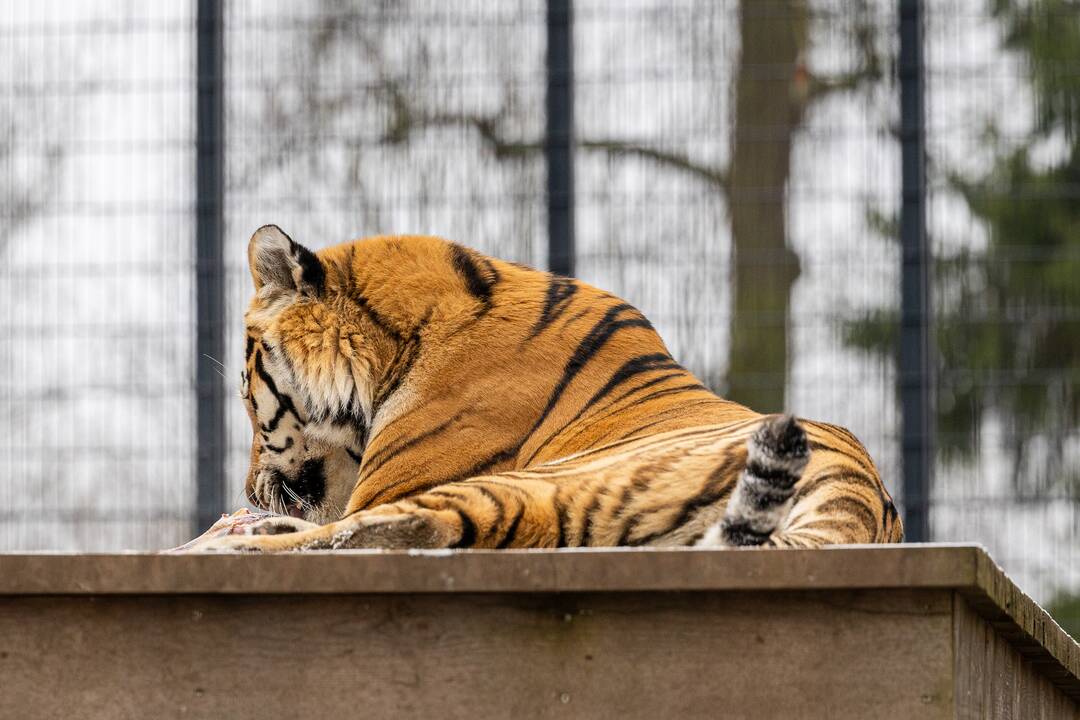 Kalėdos Lietuvos zoologijos sode