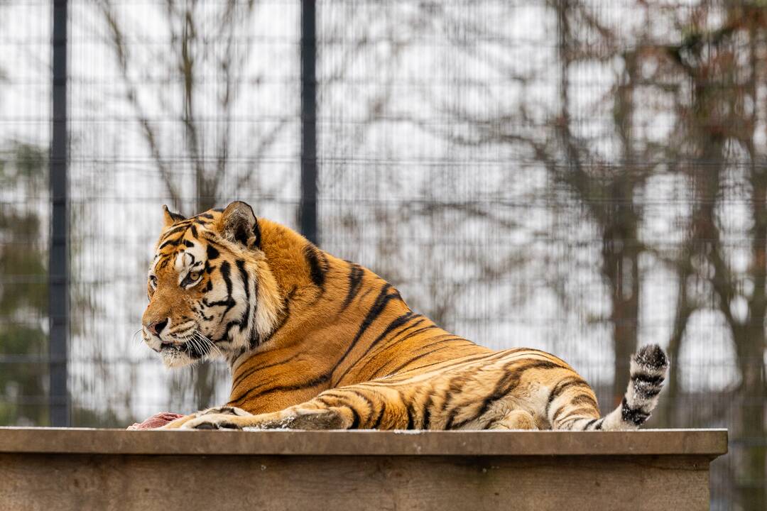 Kalėdos Lietuvos zoologijos sode