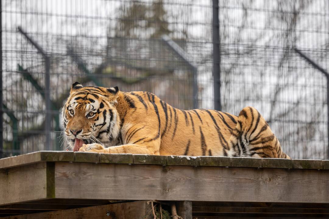 Kalėdos Lietuvos zoologijos sode