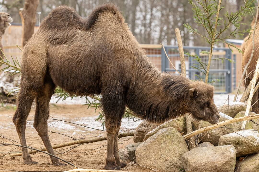 Kalėdos Lietuvos zoologijos sode