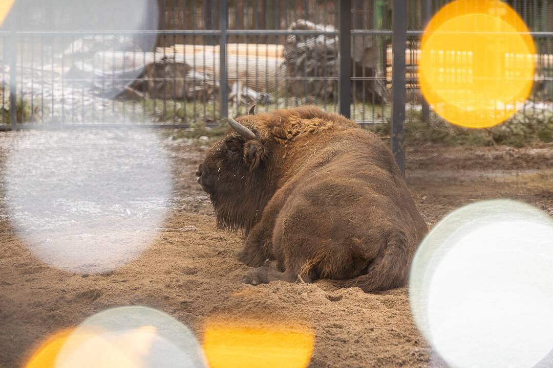 Kalėdos Lietuvos zoologijos sode