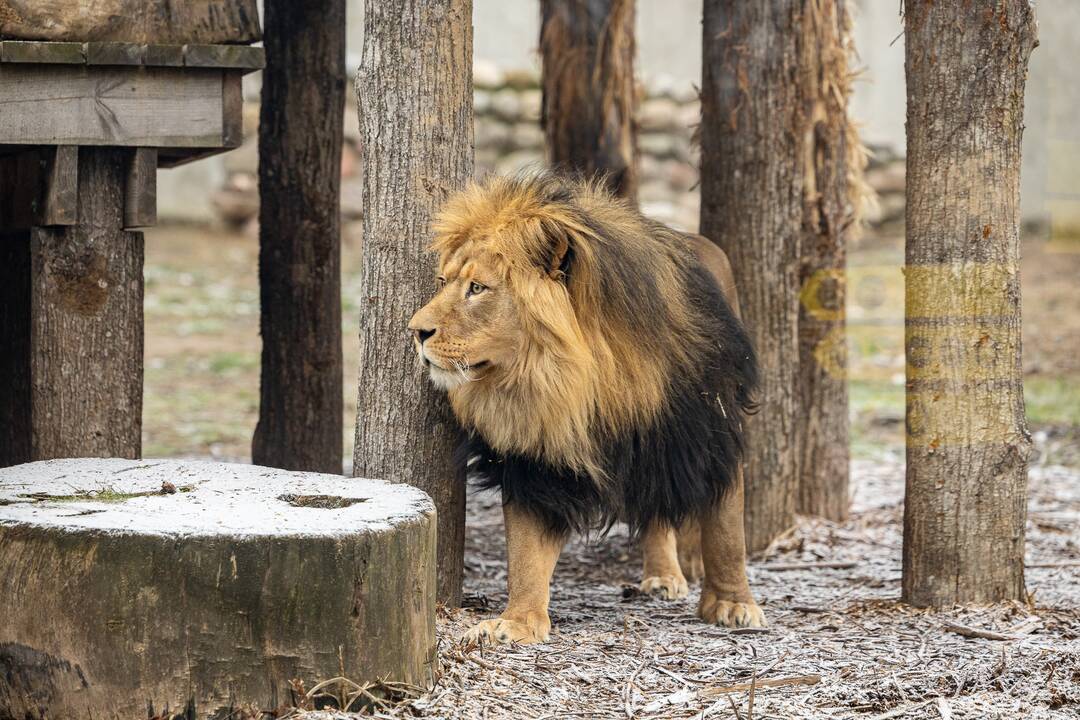 Kalėdos Lietuvos zoologijos sode