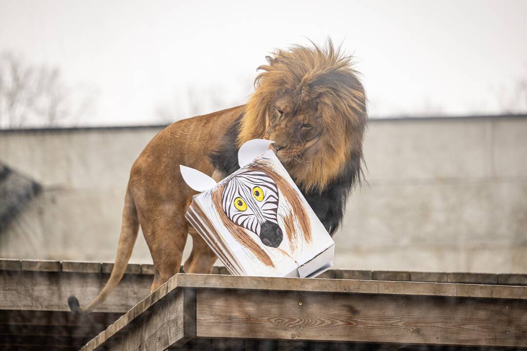 Kalėdos Lietuvos zoologijos sode