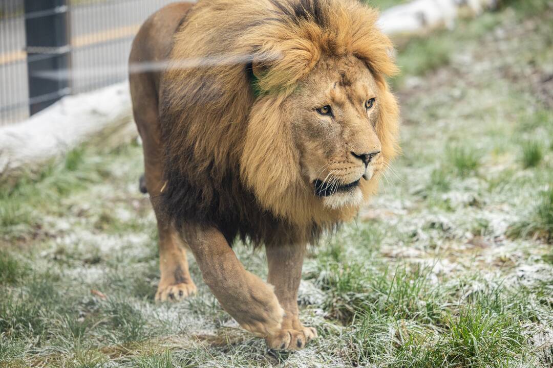 Kalėdos Lietuvos zoologijos sode