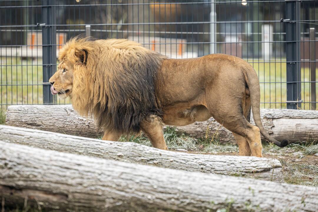 Kalėdos Lietuvos zoologijos sode