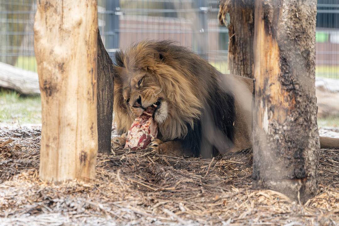 Kalėdos Lietuvos zoologijos sode