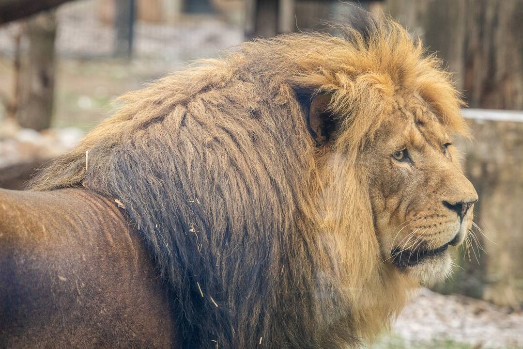 Kalėdos Lietuvos zoologijos sode
