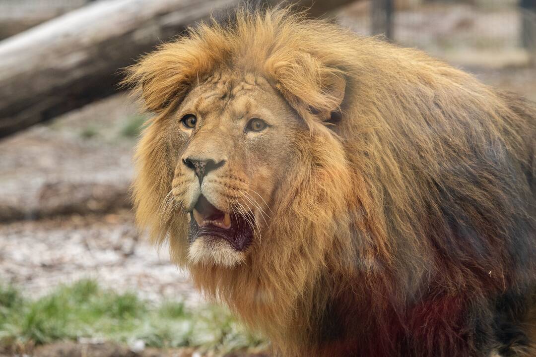 Kalėdos Lietuvos zoologijos sode