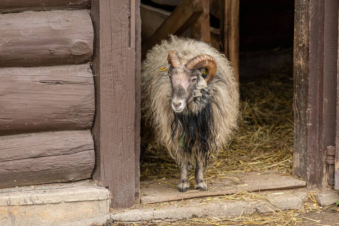 Kalėdos Lietuvos zoologijos sode