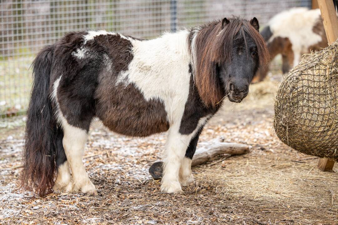 Kalėdos Lietuvos zoologijos sode