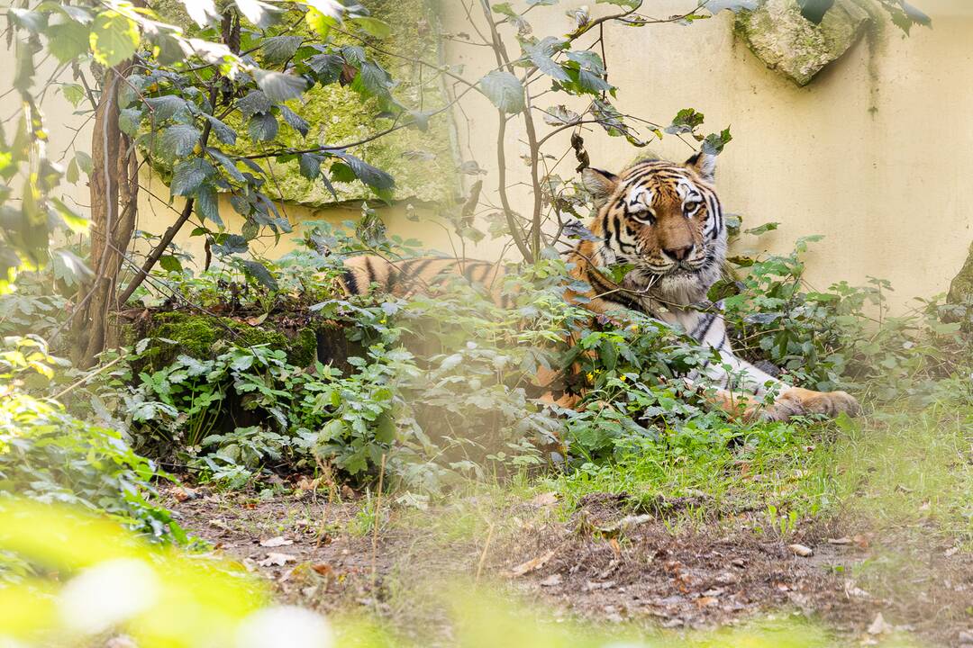 Lietuvos zoologijos sode apsigyveno tigrė