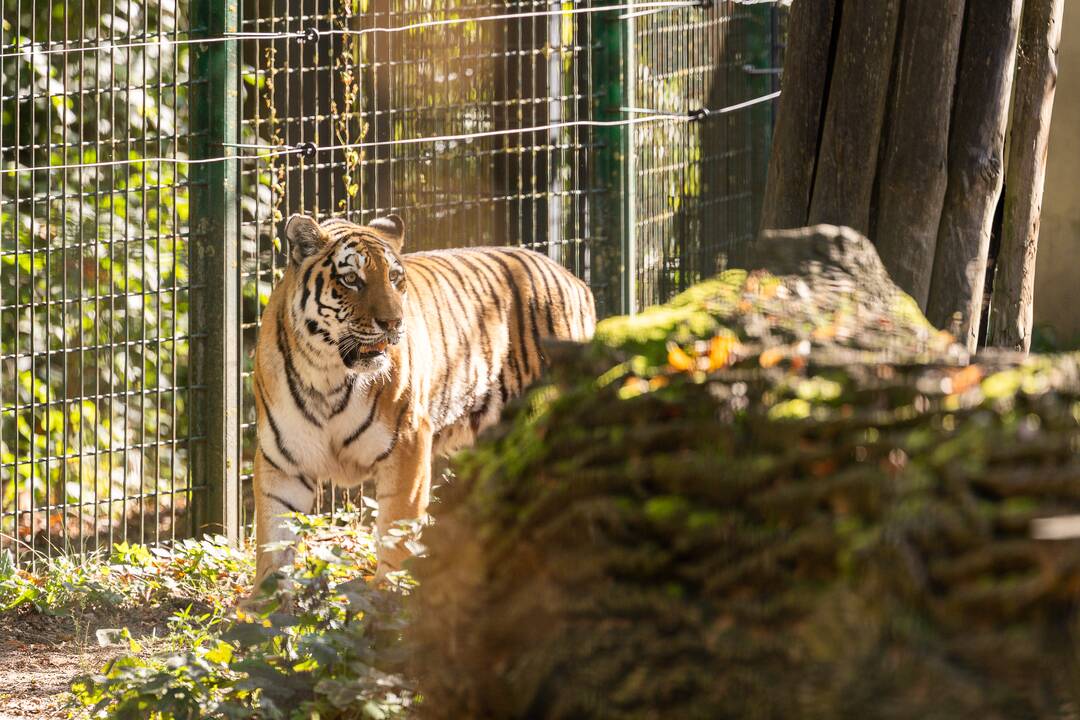 Lietuvos zoologijos sode apsigyveno tigrė