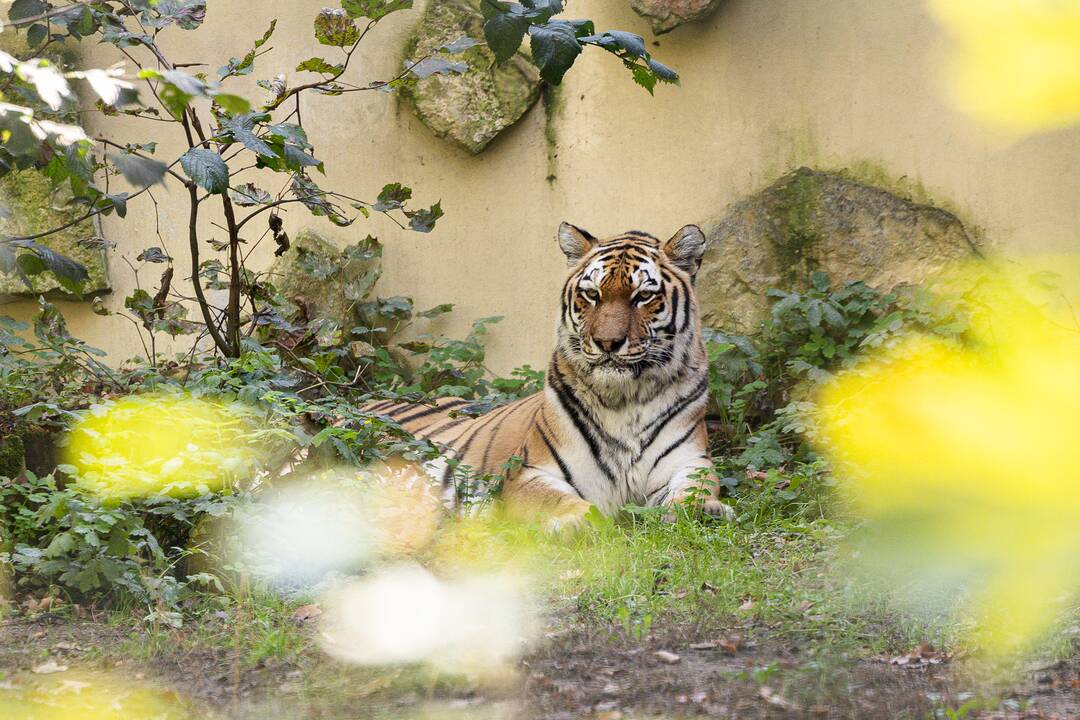 Lietuvos zoologijos sode apsigyveno tigrė