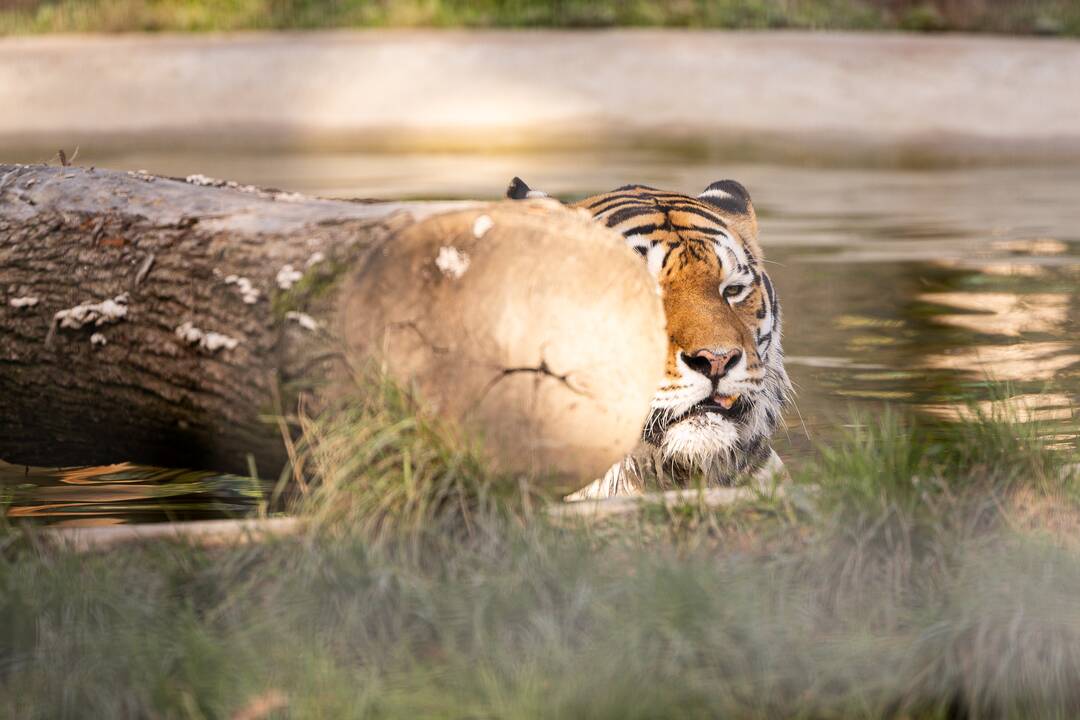 Lietuvos zoologijos sode apsigyveno tigrė