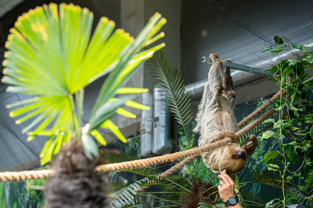 Lietuvos zoologijos sode – naujokas tinginys