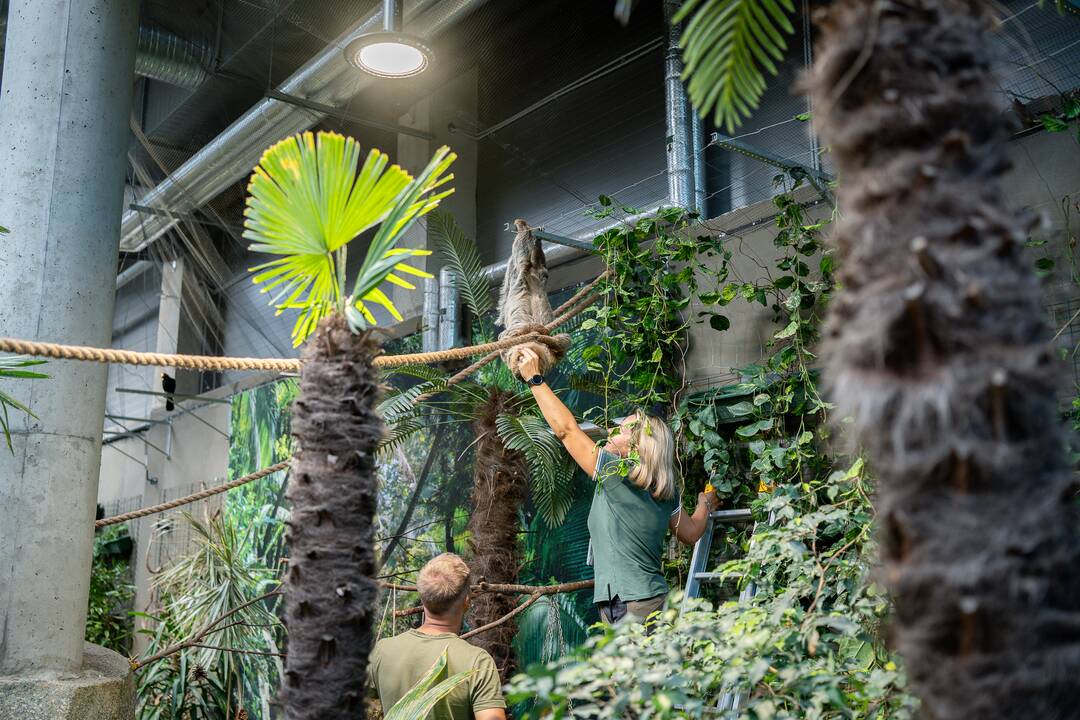 Lietuvos zoologijos sode – naujokas tinginys