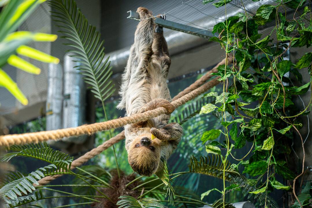 Lietuvos zoologijos sode – naujokas tinginys