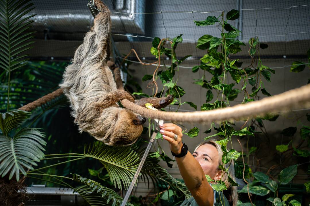 Lietuvos zoologijos sode – naujokas tinginys