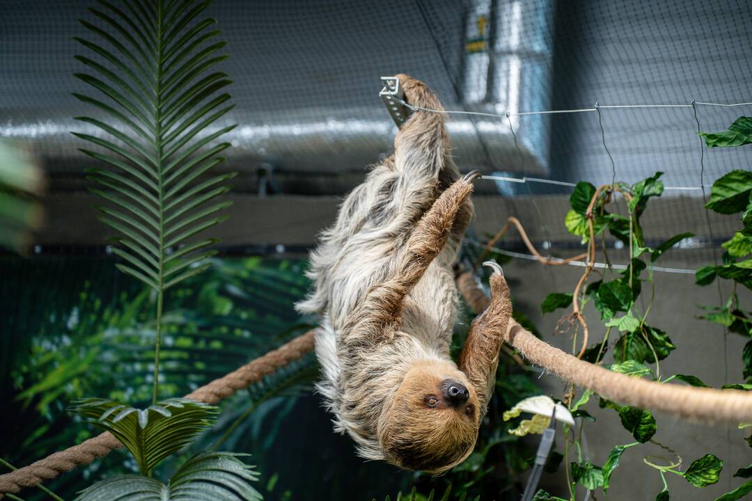 Lietuvos zoologijos sode – naujokas tinginys
