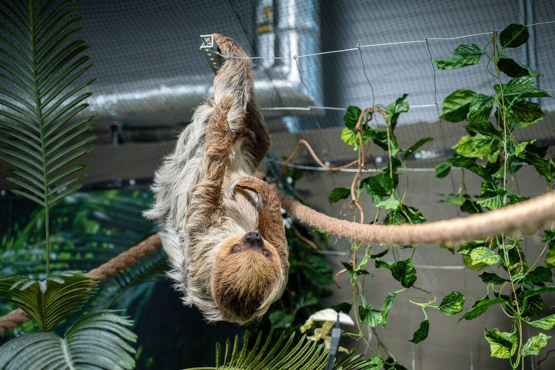Lietuvos zoologijos sode – naujokas tinginys