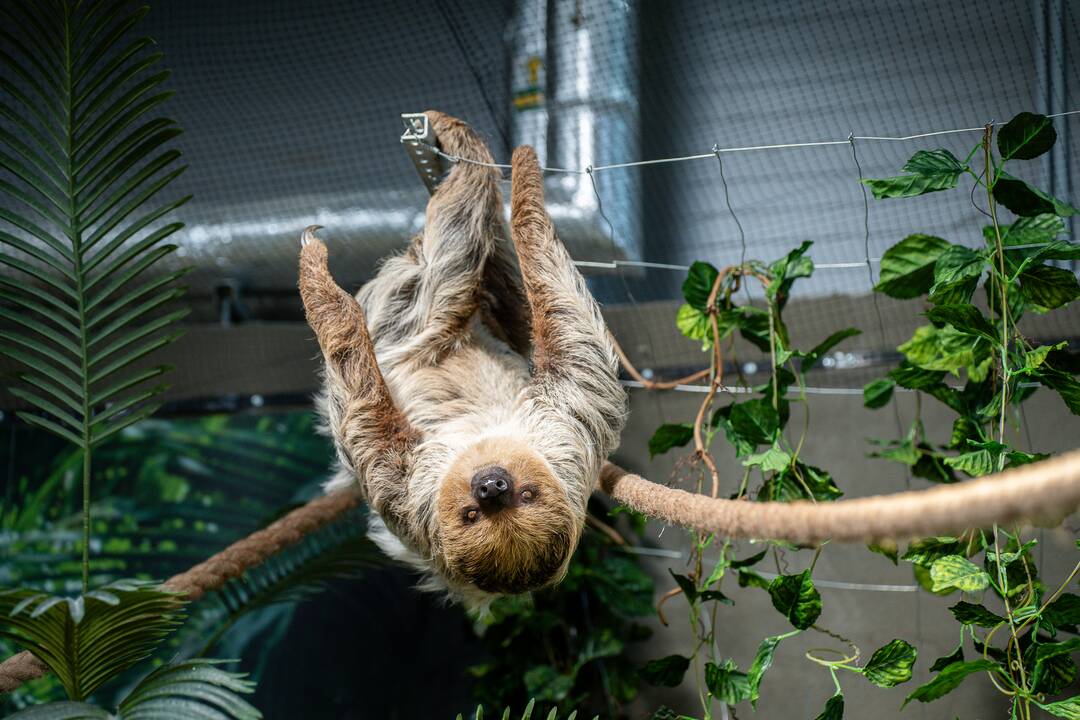 Lietuvos zoologijos sode – naujokas tinginys